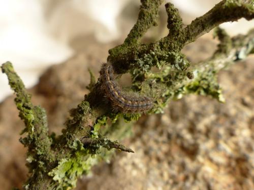 Réf. 180 281 : Eilema caniola